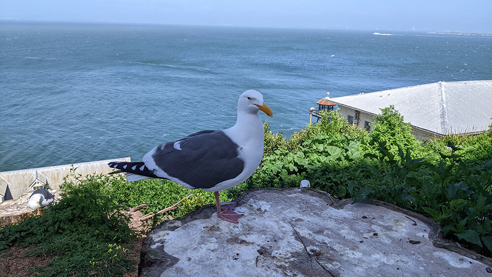 view of the best birdwatching on Alcatraz Island