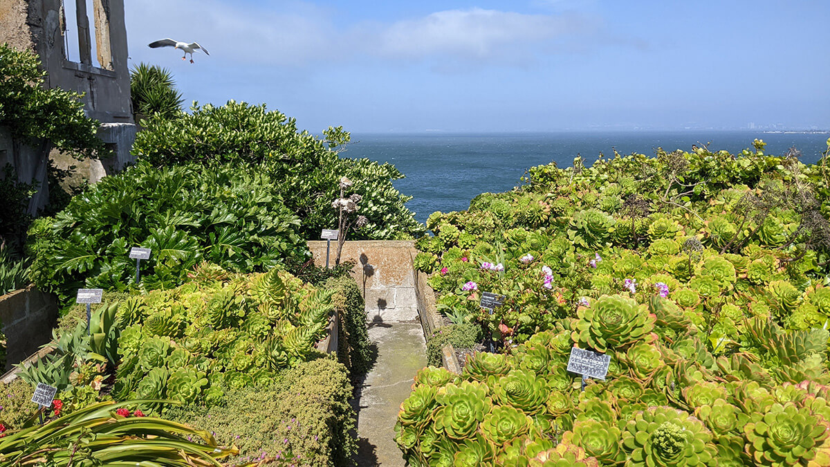 Gardens on Alcatraz