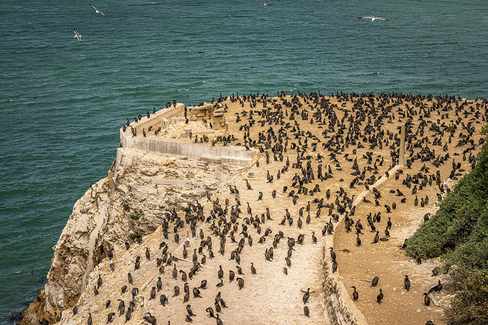 lots of birds on Alcatraz Island, once called the Island of Birds