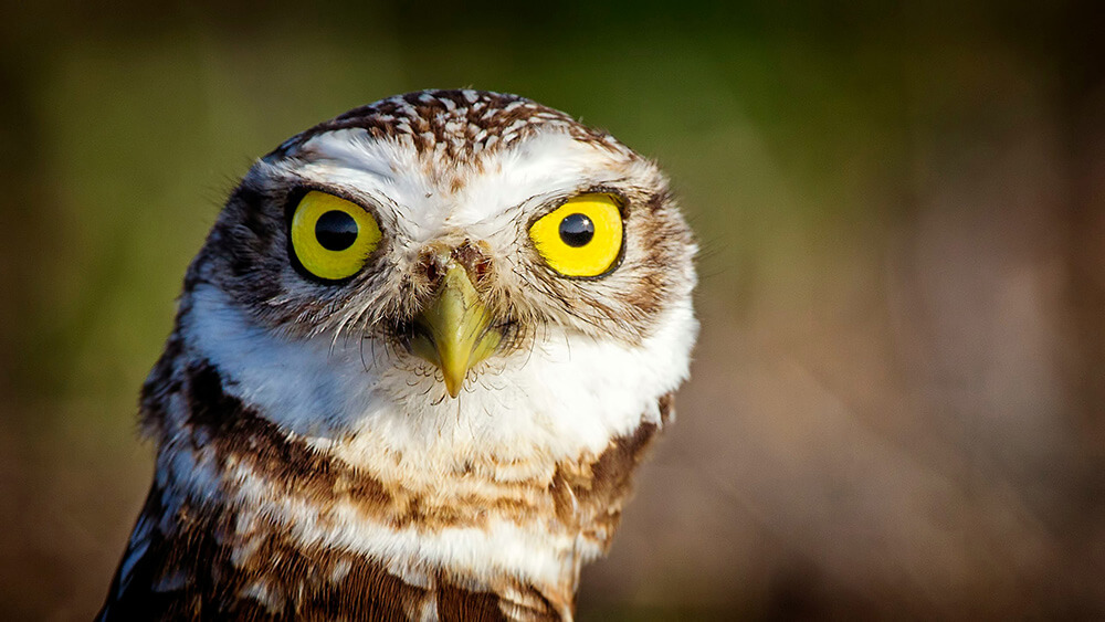 burrowing owl, one of the best birds to see when Alcatraz birdwatching