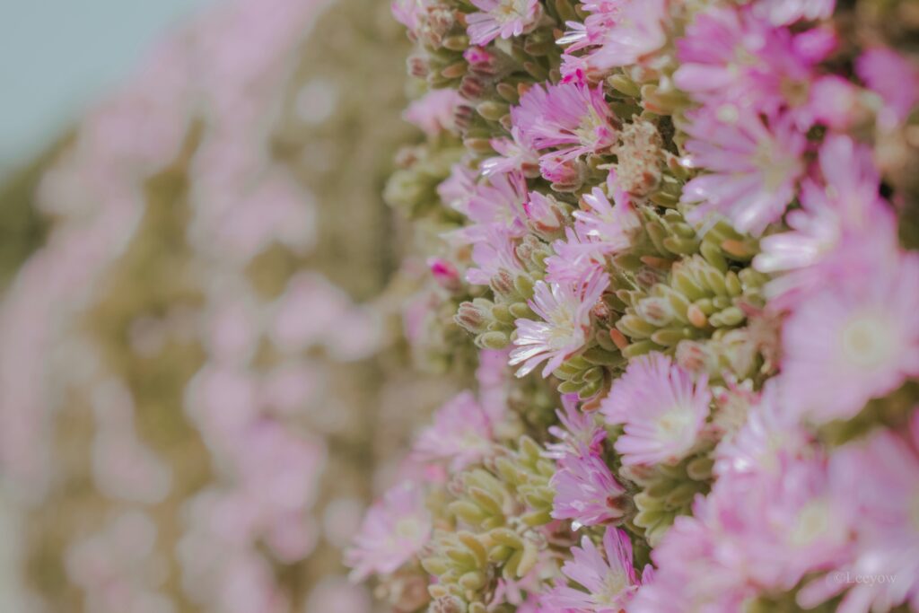 Close up flowers on Alcatraz Island