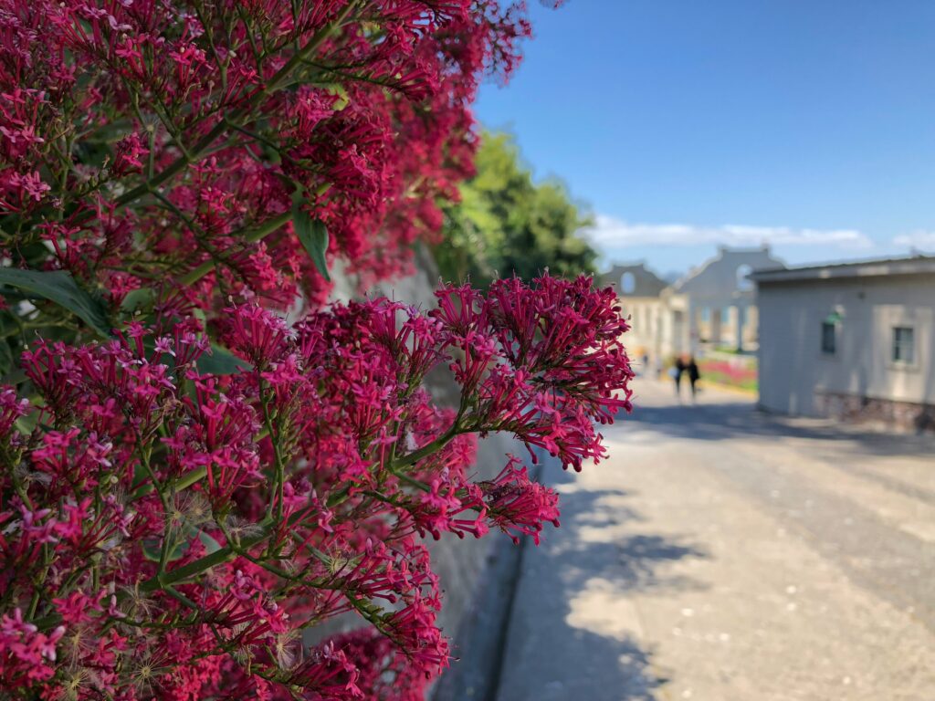 Flower bush on pathway in Alcatraz Island