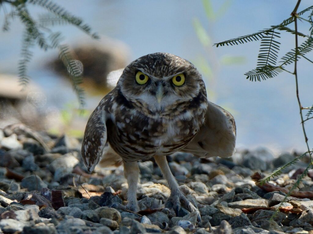 Small owl standing on top of rocks