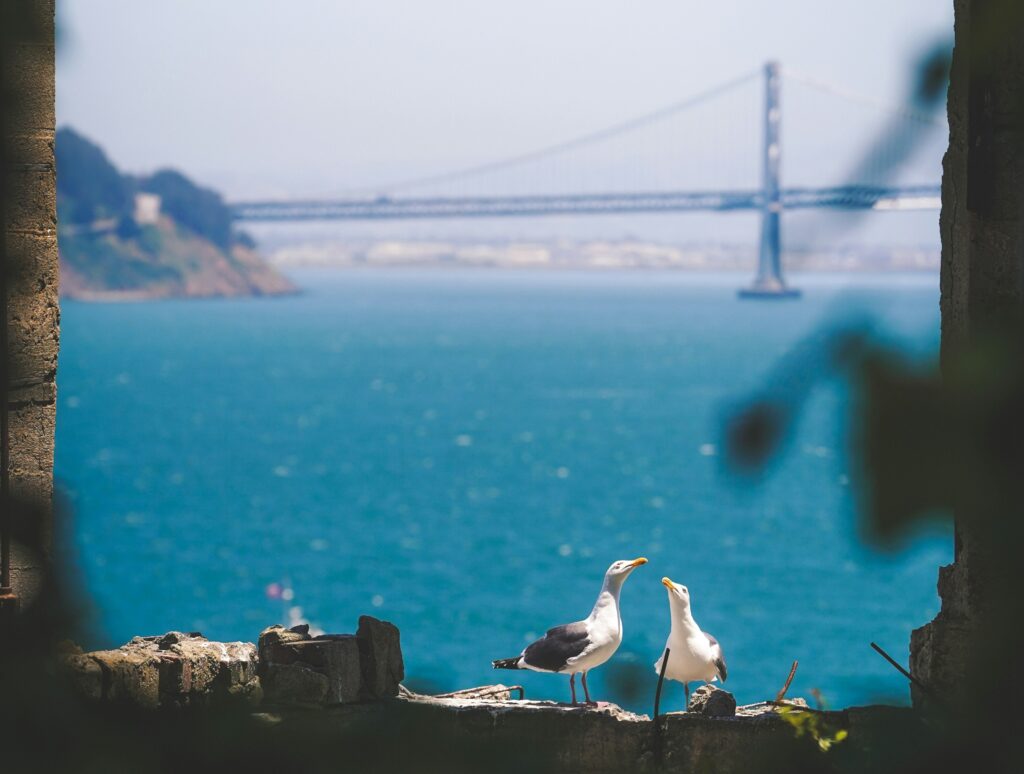 Two seagulls on Alcatraz Island
