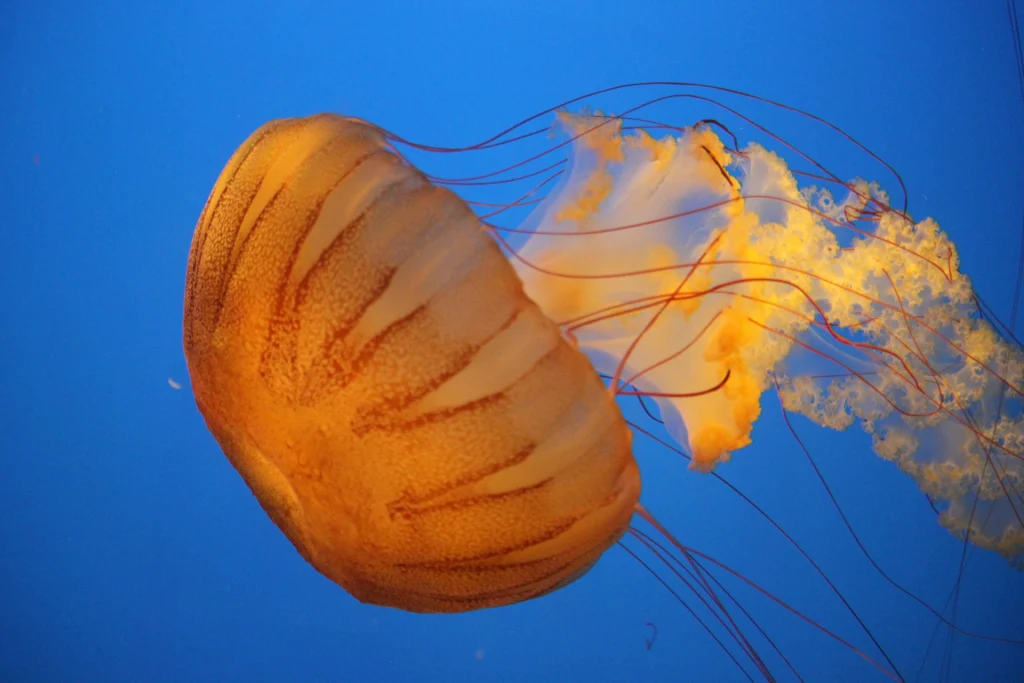 A large orange jellyfish floats in blue water