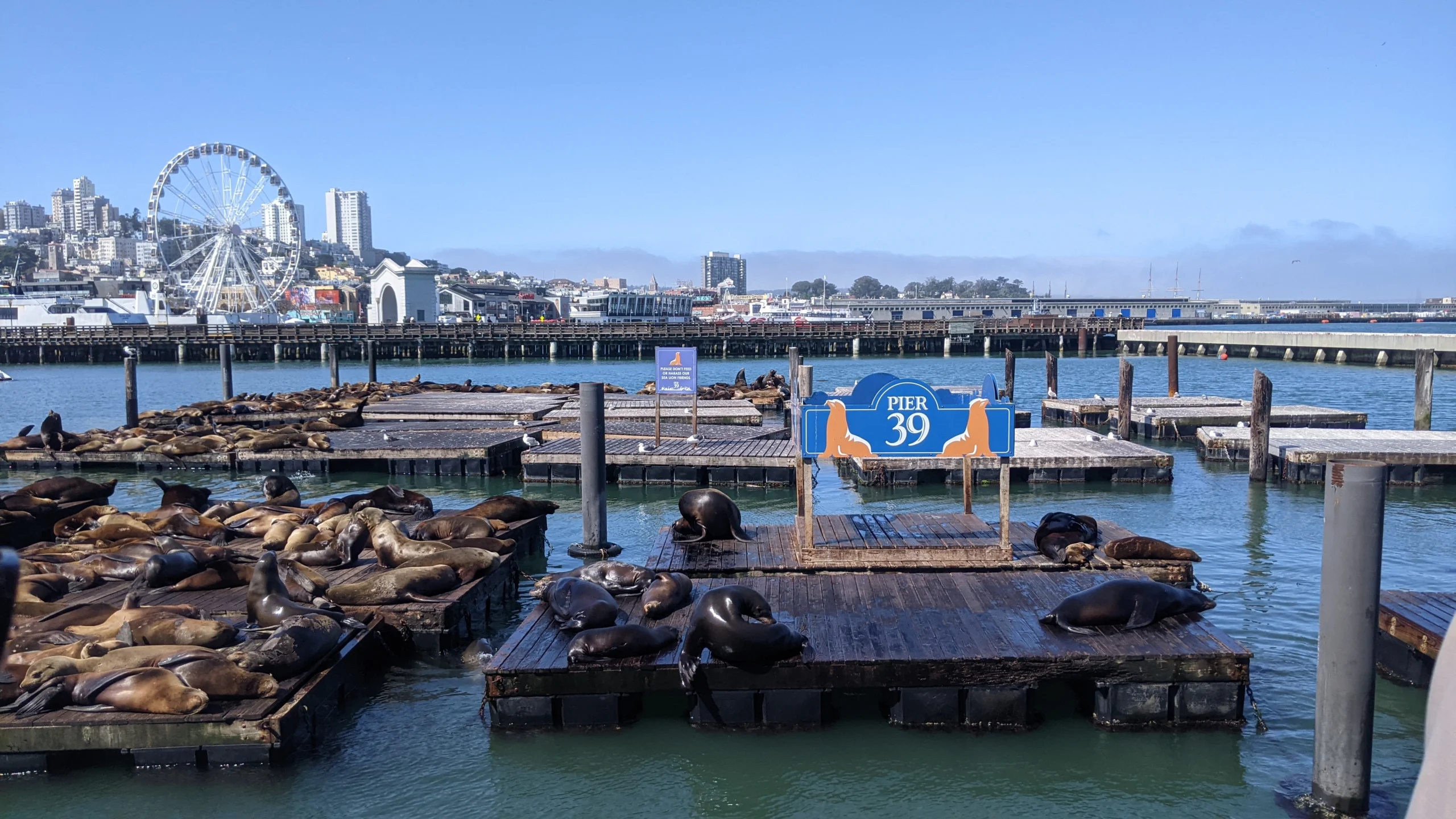 View of sea lions at Fishermans Wharf in San Francisco