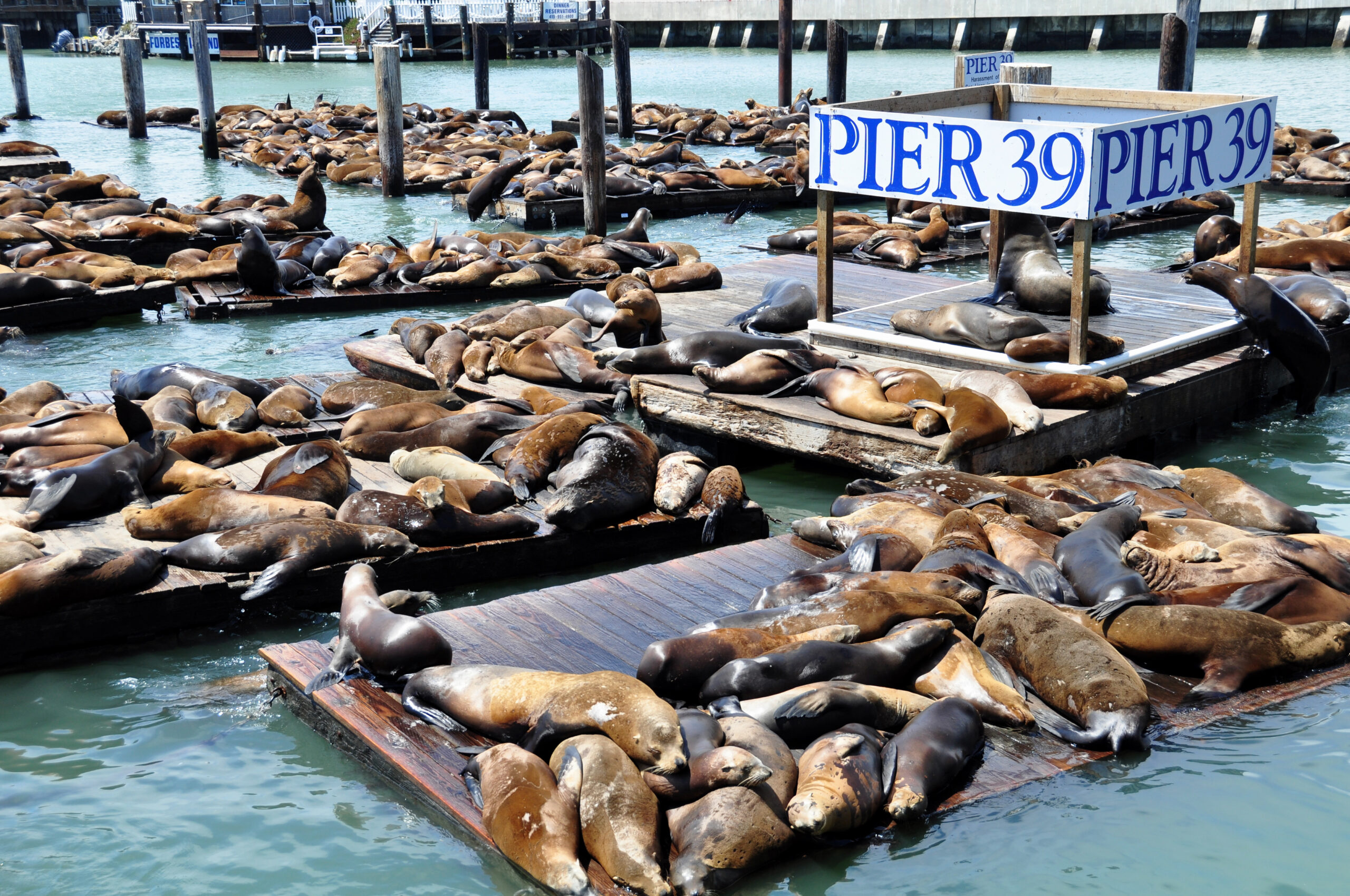 Pier 39 sea lions on Fisherman's Wharf Wallking Tour